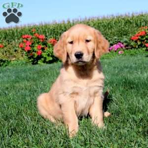 Rayna, Golden Retriever Puppy