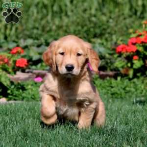 Rayna, Golden Retriever Puppy