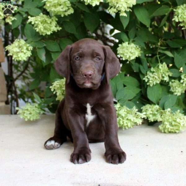 Rayne, German Shorthaired Pointer Mix Puppy