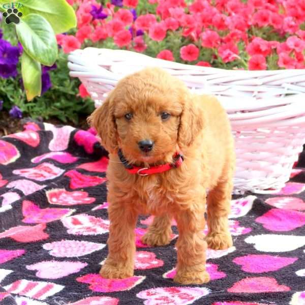 Reba, Mini Goldendoodle Puppy