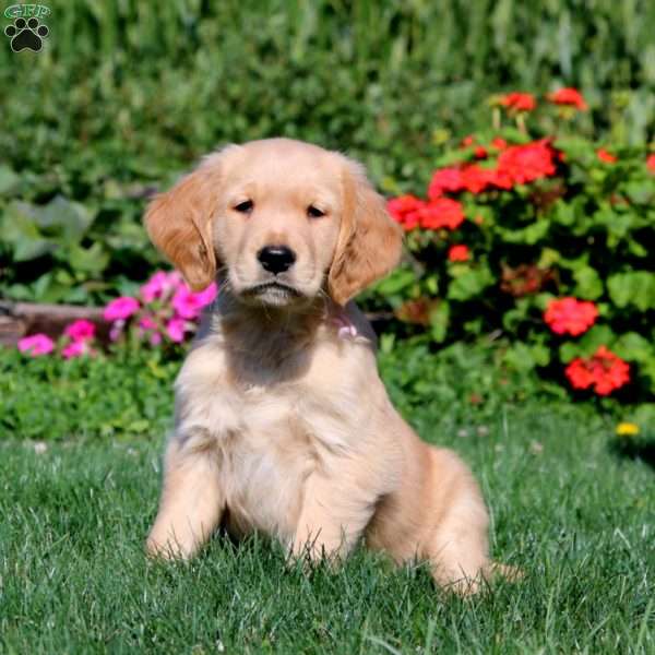 Reece, Golden Retriever Puppy