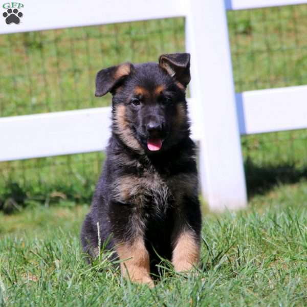 Reece, German Shepherd Puppy