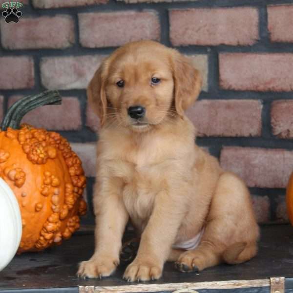 Reese, Golden Retriever Puppy