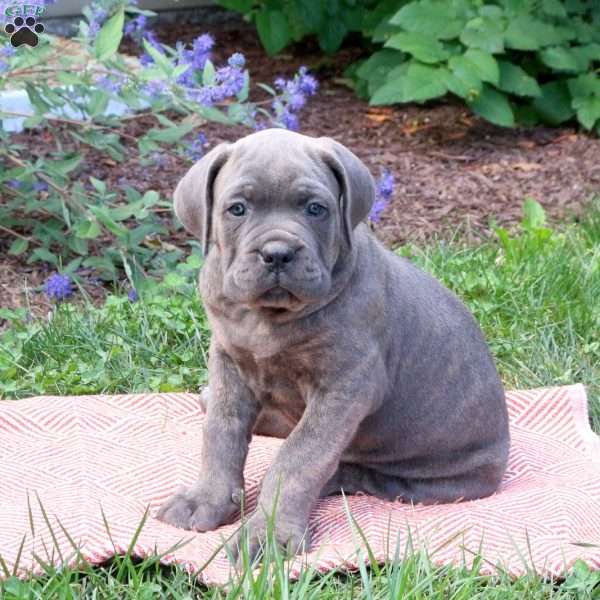 Reese, Cane Corso Puppy