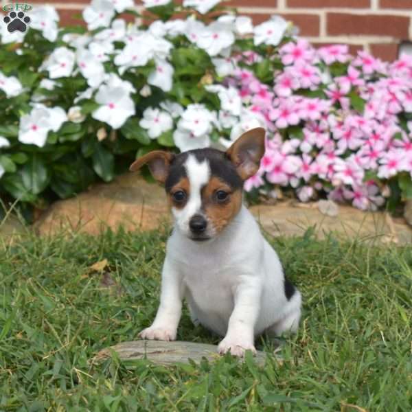 Reese, Toy Fox Terrier Puppy