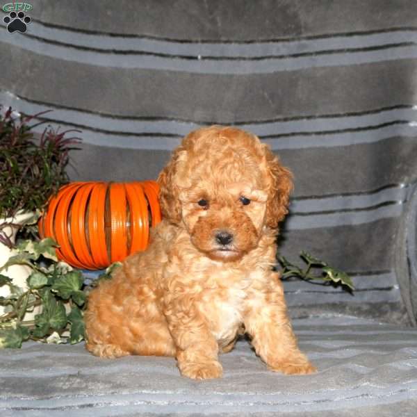 Regina, Miniature Poodle Puppy