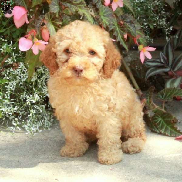 Regina, Cockapoo Puppy