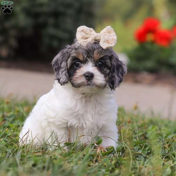 Remi, Cockapoo Puppy