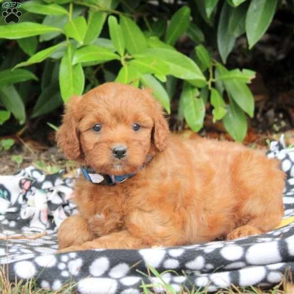 Remi, Golden Cavadoodle Puppy