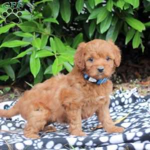 Remi, Golden Cavadoodle Puppy