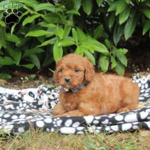 Remi, Golden Cavadoodle Puppy