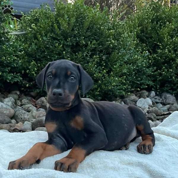 Reno, Doberman Pinscher Puppy