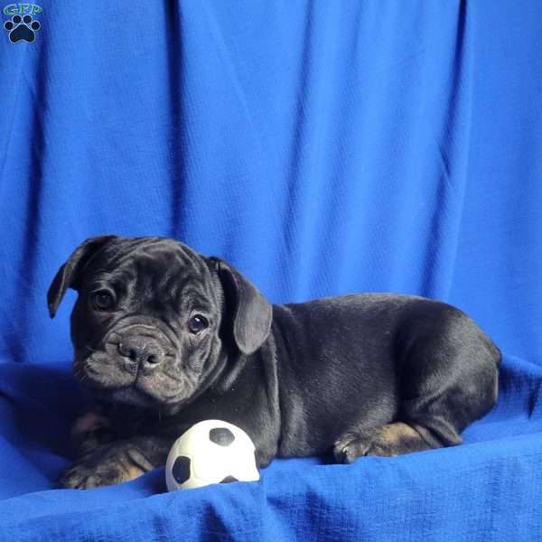 Twizzlers, French Bulldog Mix Puppy