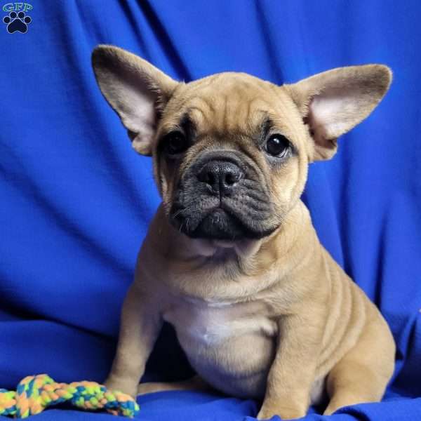 Tootsie, French Bulldog Mix Puppy