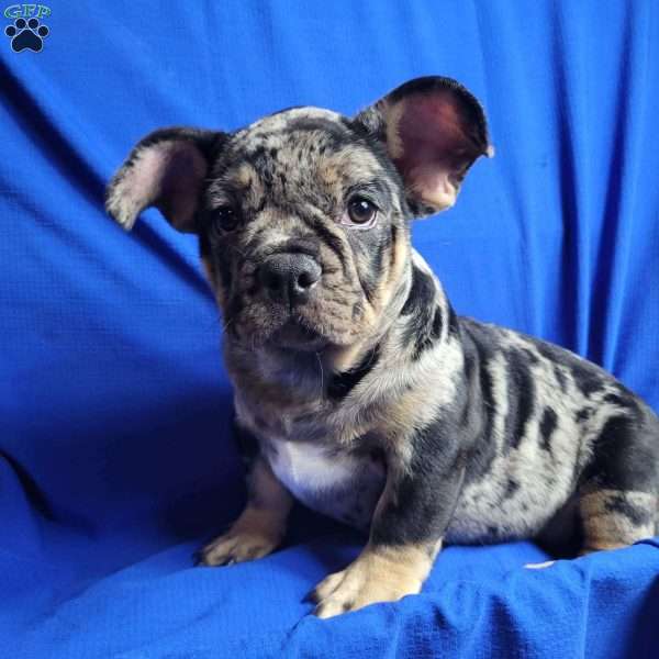 Truffles, French Bulldog Mix Puppy