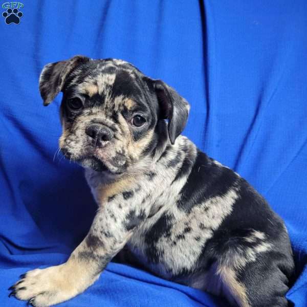 Taffy, French Bulldog Mix Puppy