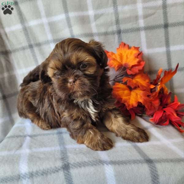 Troy, Shih Tzu Puppy