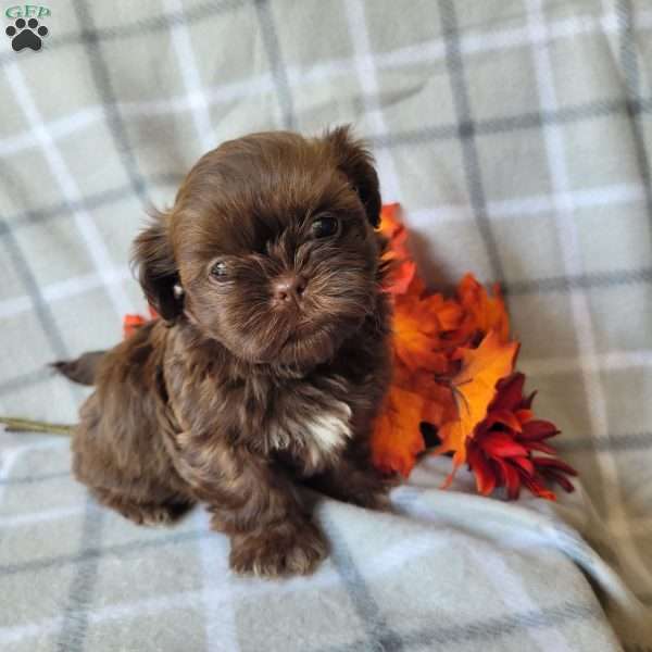 Casper, Shih Tzu Puppy