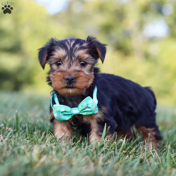 Rhett, Yorkie Puppy