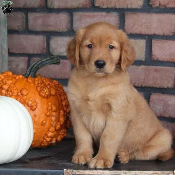 Rhett, Golden Retriever Puppy