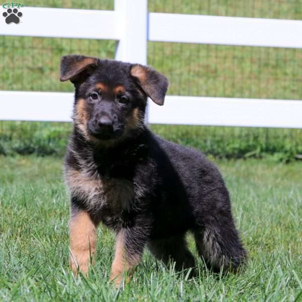 Rianna, German Shepherd Puppy