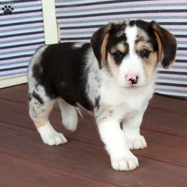 Richard, Welsh Corgi Mix Puppy