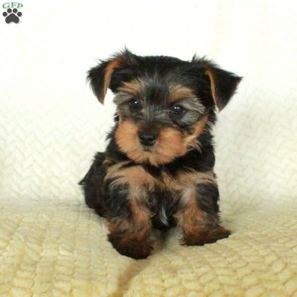 Rico, Yorkie Puppy