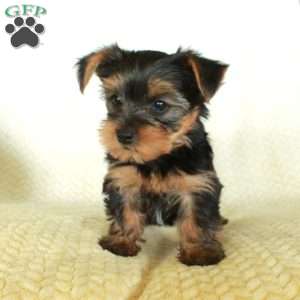 Rico, Yorkie Puppy