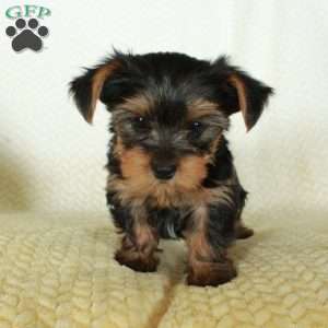 Rico, Yorkie Puppy