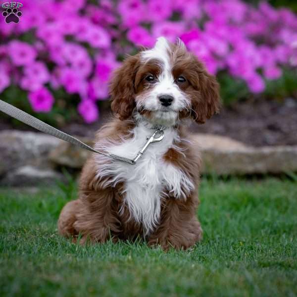 Rily, Cavapoo Puppy