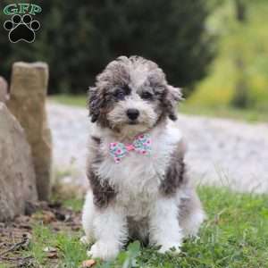 Riley, Miniature Poodle Puppy