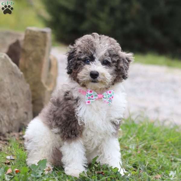 Riley, Miniature Poodle Puppy