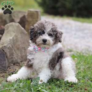 Riley, Miniature Poodle Puppy