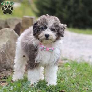 Riley, Miniature Poodle Puppy