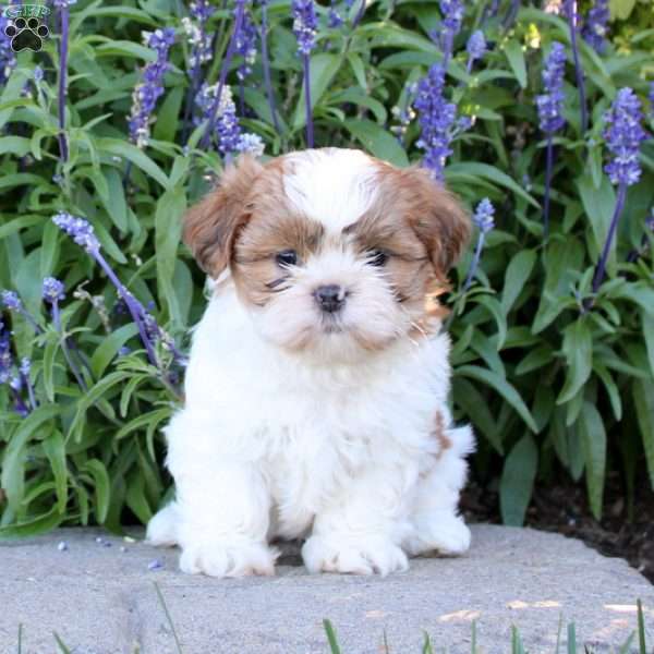 Riley, Shih Tzu Puppy