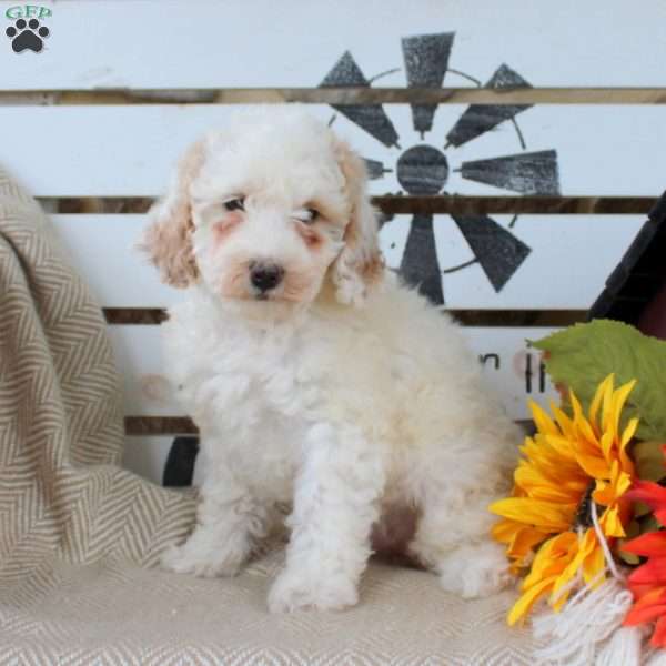 Riley, Mini Goldendoodle Puppy