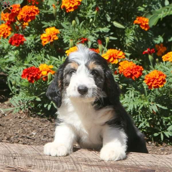 Riley, Mini Aussiedoodle Puppy