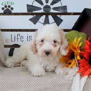 Riley, Mini Goldendoodle Puppy