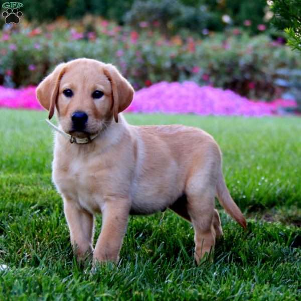 Riley, Fox Red Labrador Retriever Puppy