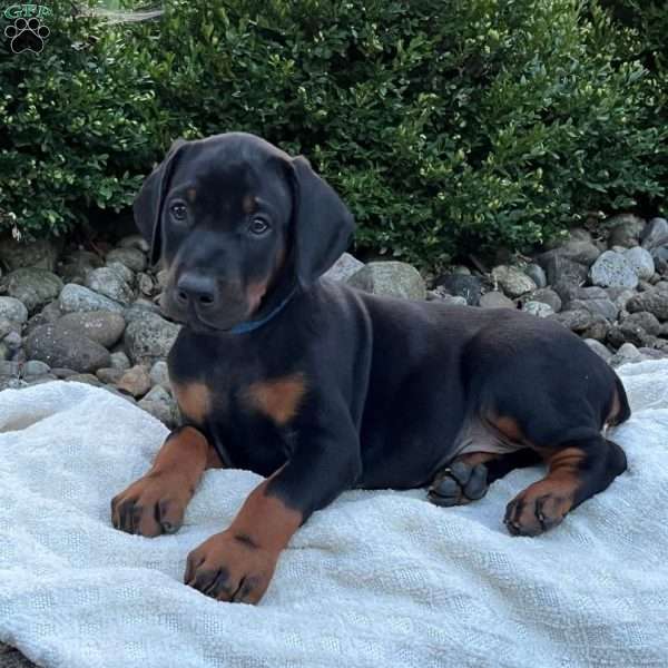 Riley, Doberman Pinscher Puppy