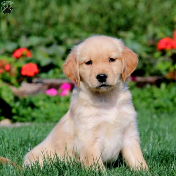 Rilynn, Golden Retriever Puppy