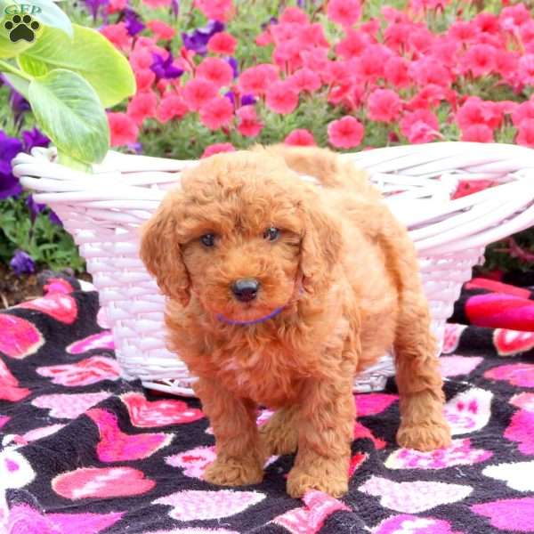 Ringo, Mini Goldendoodle Puppy