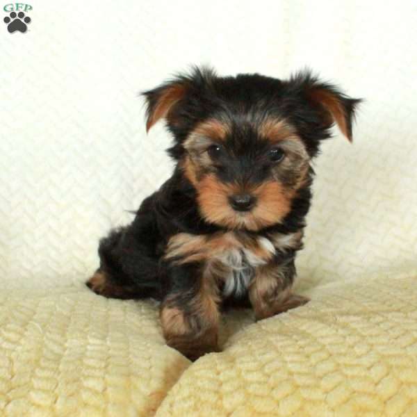 Ringo, Yorkie Puppy