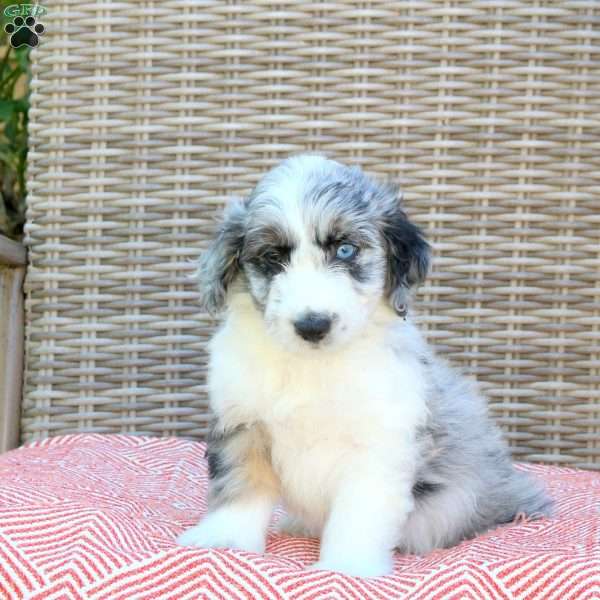 Ringo, Mini Aussiedoodle Puppy