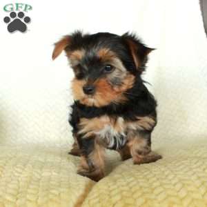 Ringo, Yorkie Puppy