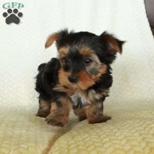 Ringo, Yorkie Puppy