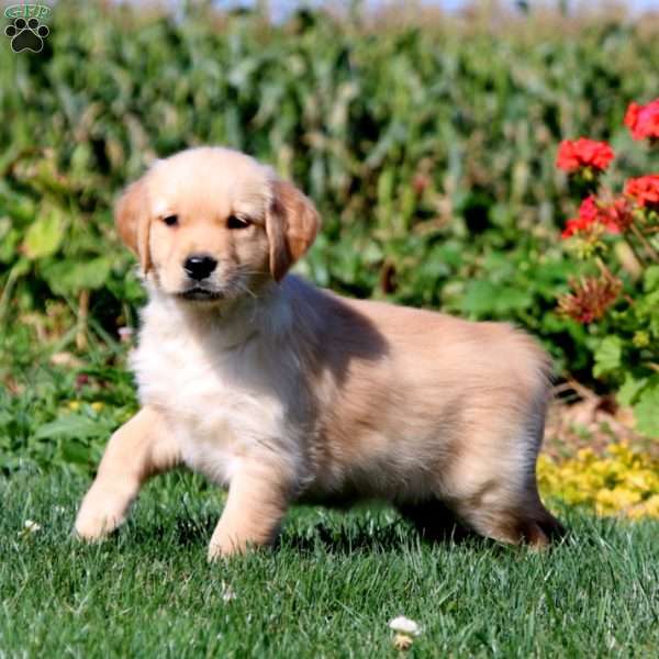 Ringo, Golden Retriever Puppy