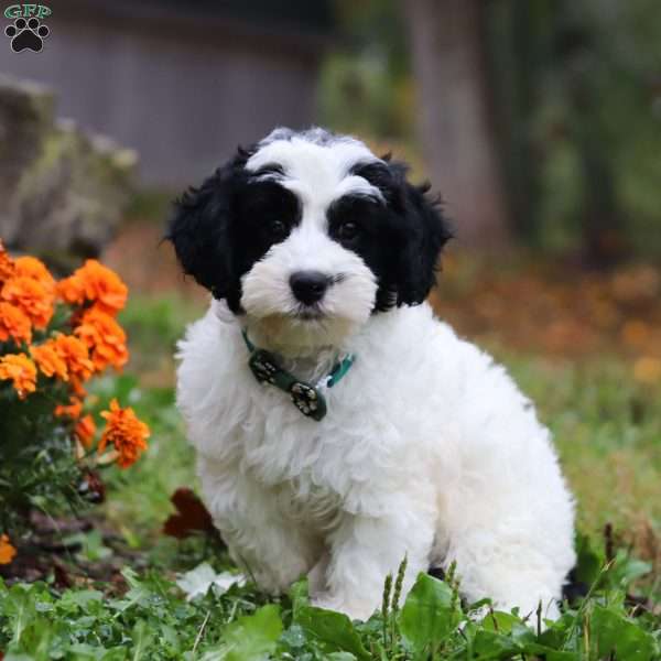 Rio, Cavapoo Puppy