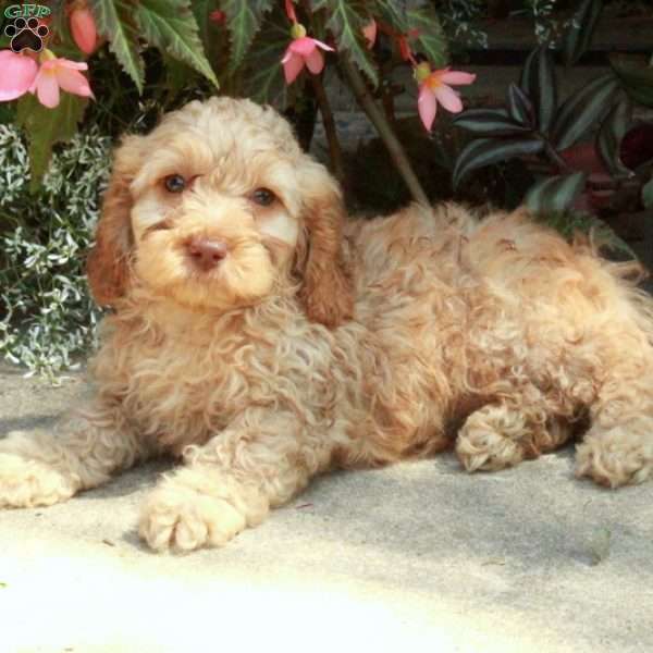 Rio, Cockapoo Puppy