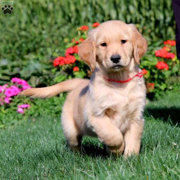 Ripple, Golden Retriever Puppy